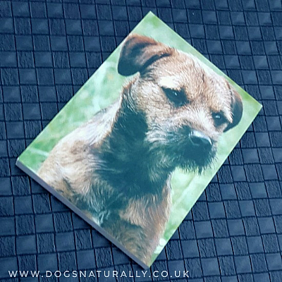 Border Terrier Magnetic Note Pad Standard
